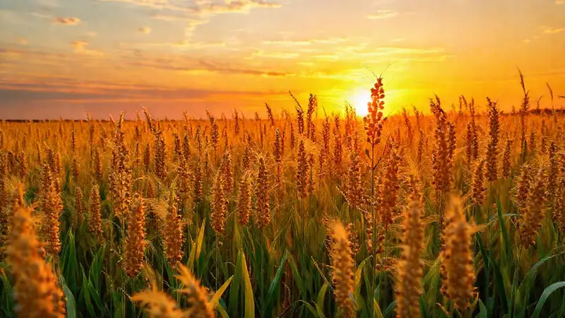 Mañana dorada impulsa energía biológica