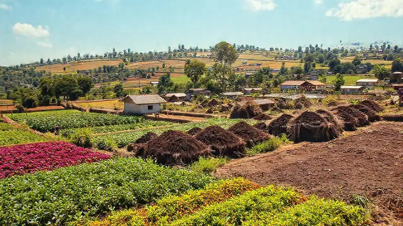 Agricultura sostenible en América Latina florece