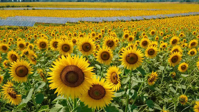 Campi dorados, abejas y energía solar