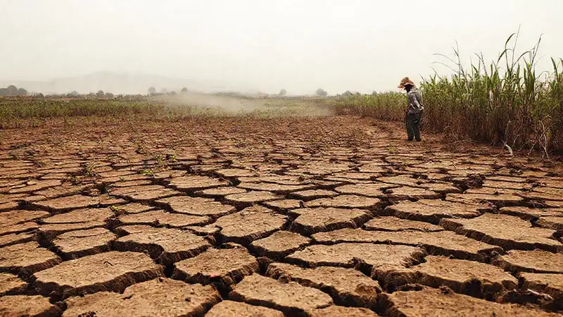 La sequía causa desesperación y pérdida