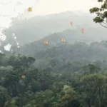 Bosque asiático