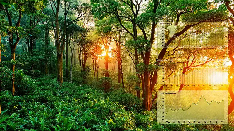 Un bosque exuberante impulsa inversiones sostenibles