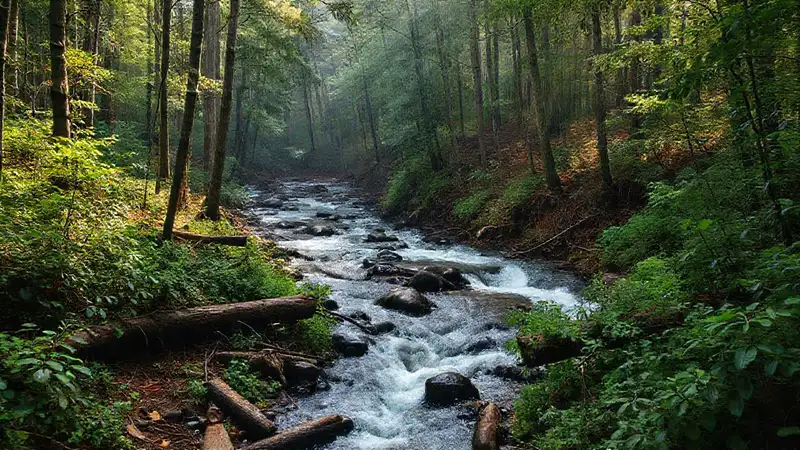 Bosque frondoso, sostenible y ecológico