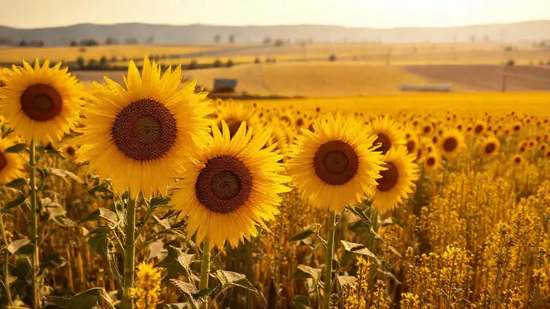Campos dorados y sol, armonía agrícola