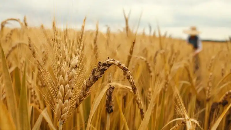 Campo de trigo enfermo