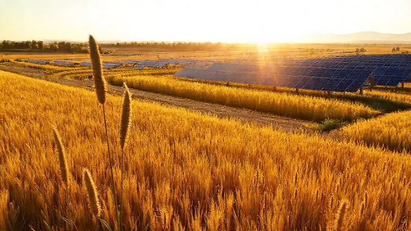 Energía solar investiga campos dorados