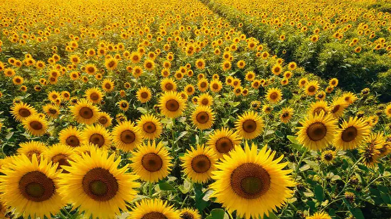 Girasoles dorados: datos científicos en vuelo