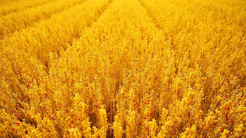 Cultivo sostenible de granos dorados y vibrantes