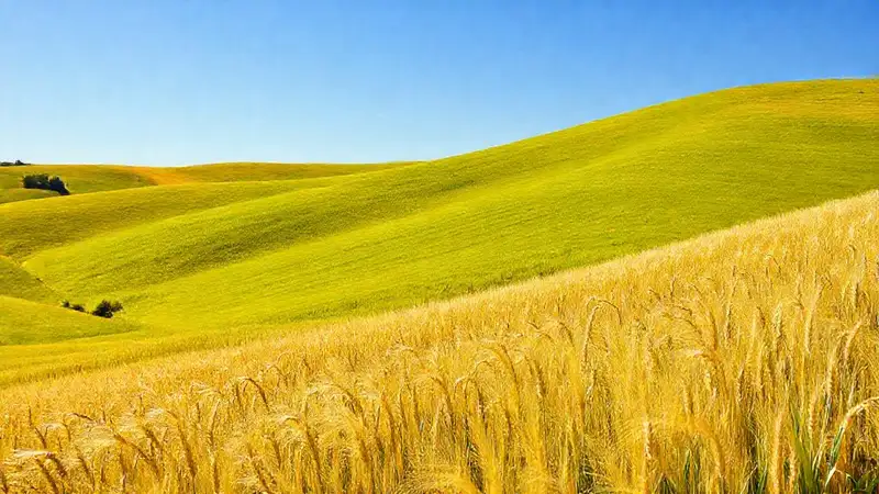 Los campos dorados florecen bajo el sol