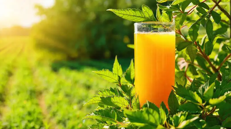 Investigación de cultivos saludables y vibrantes