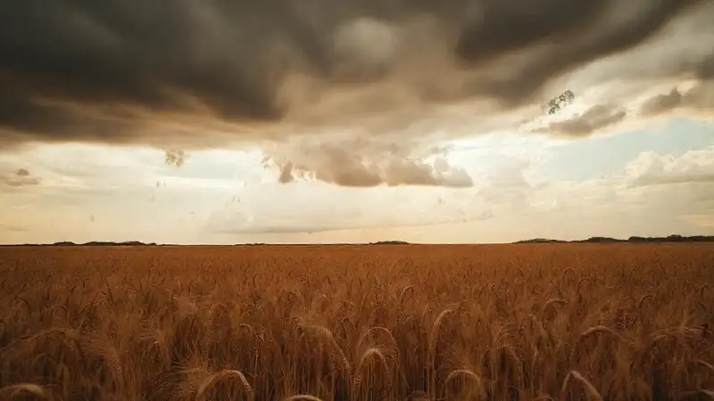 Cosecha marchita bajo tormenta y crisis