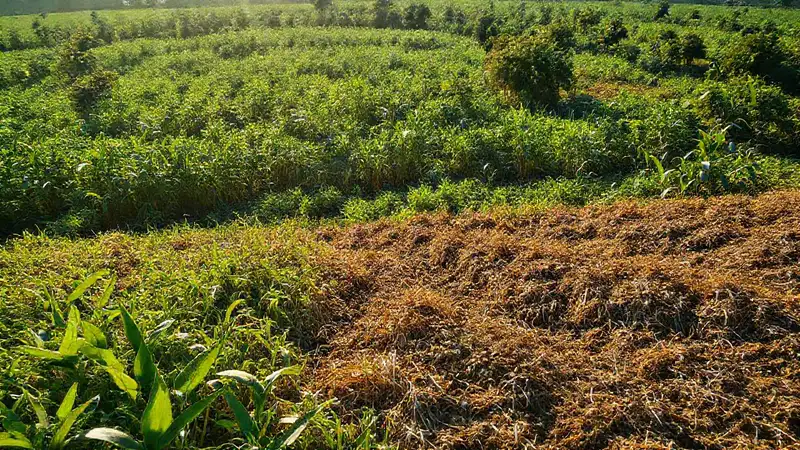 Brasil genera energía sostenible con la tierra